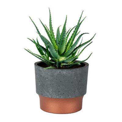 Succulent Sprite Pot | 10 Pack