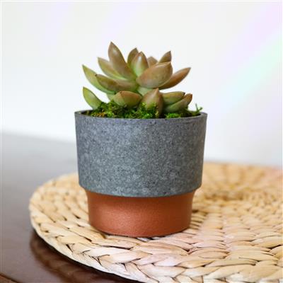 Succulent Sprite Pot | 10 Pack - Image 3